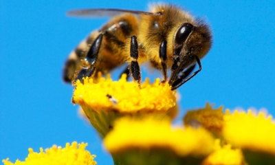31. Juli 2016  das Bienenmuseum ldt ein!