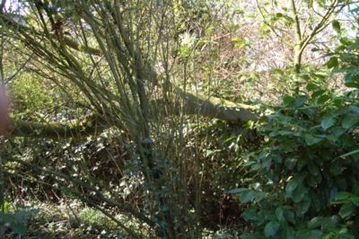 Bumm  jetzt fiel auch noch 