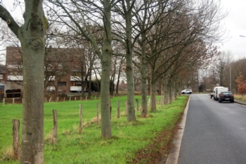 Die Allee – Dein Freund und Helfer!