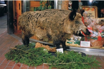 Gefunden, das Wildschwein von der Kuhstraße!