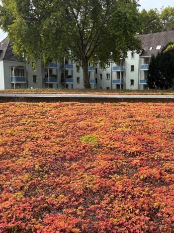Auszeichnung fr den Bauverein  Dcher knnen mehr!